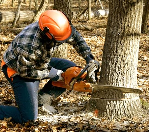 Tree Removal in Moore, ID